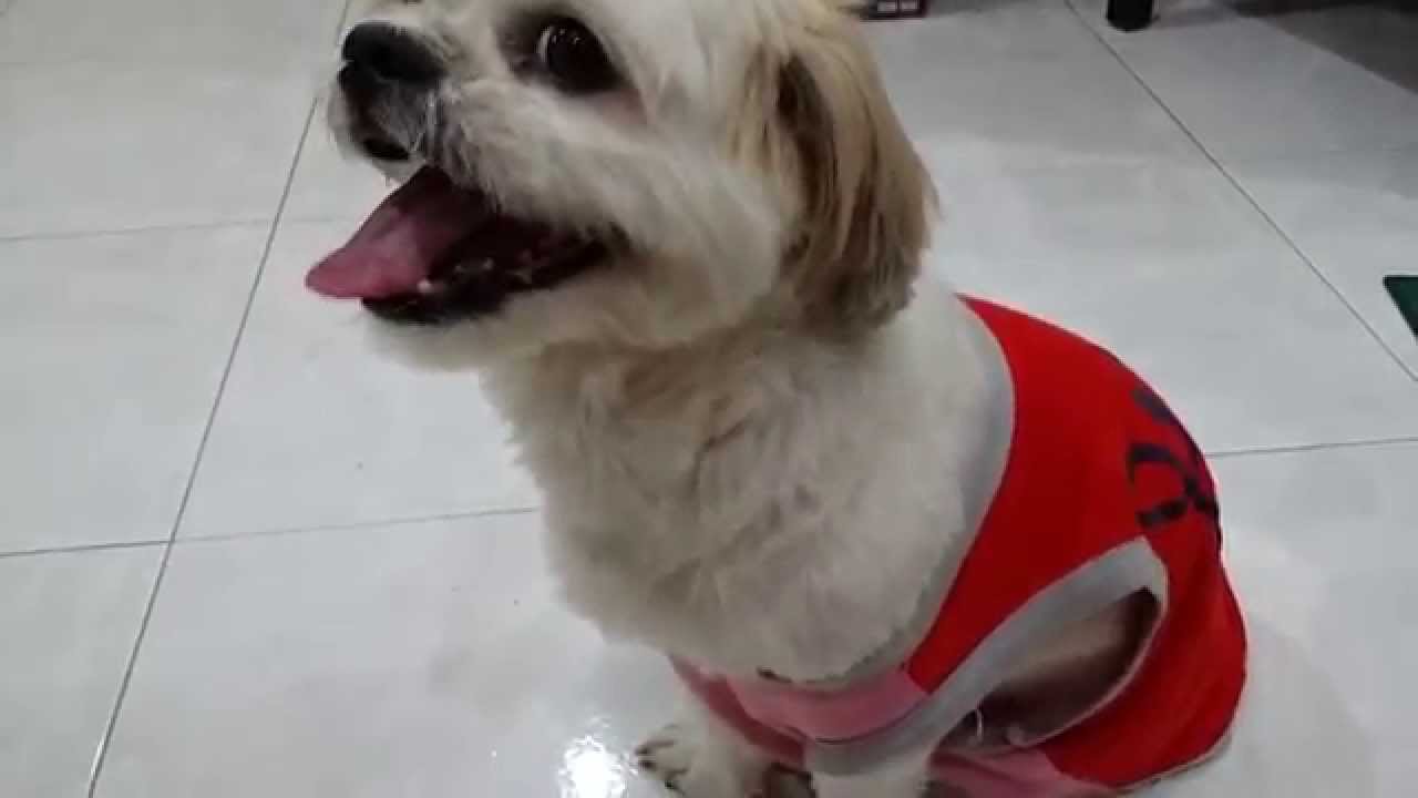 Poor dog shaking due to thunderstorm