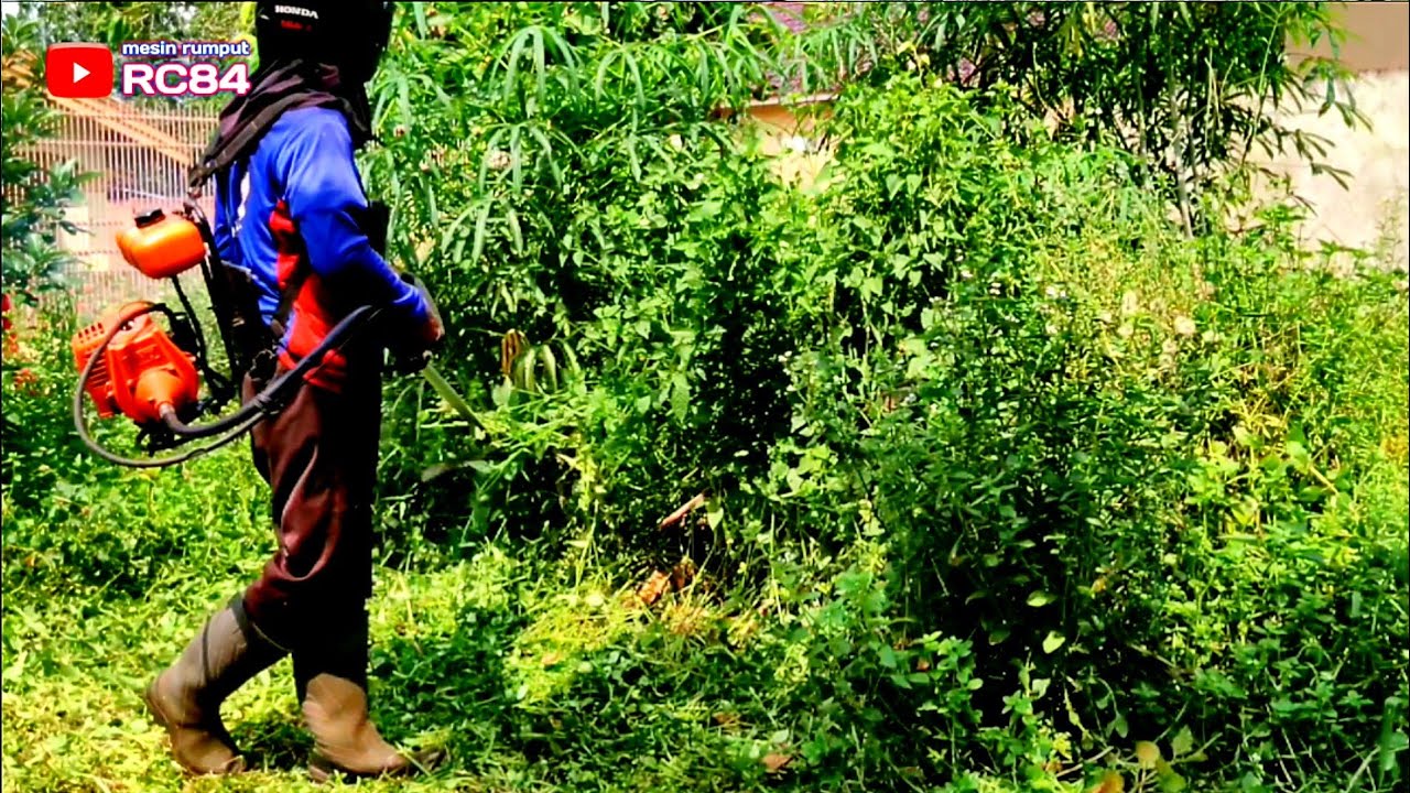 Kebun milik teman ini jadi Suram karena tertutup rumput yang sangat Semak  #rc84