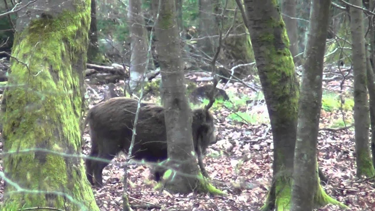 Grofwild in de Belgische Ardennen