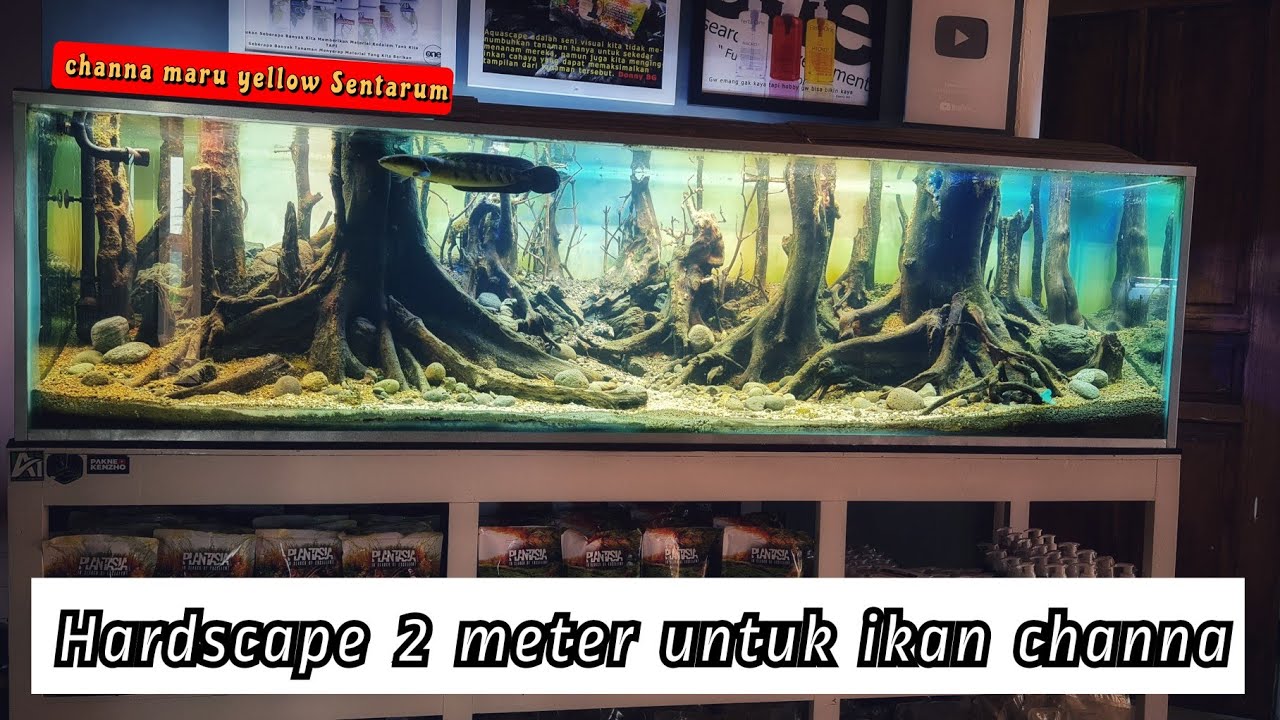 #291 Hardscape 2meter,konsep hutan m4ti untuk ikan channa