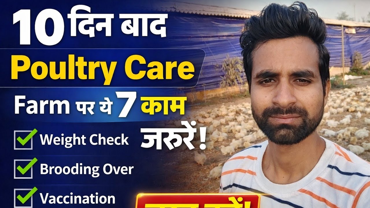 Poultry Farming Day 10 Complete Guide | 10 दिन बाद क्या करना चाहिए? #day10 #chicken #farming