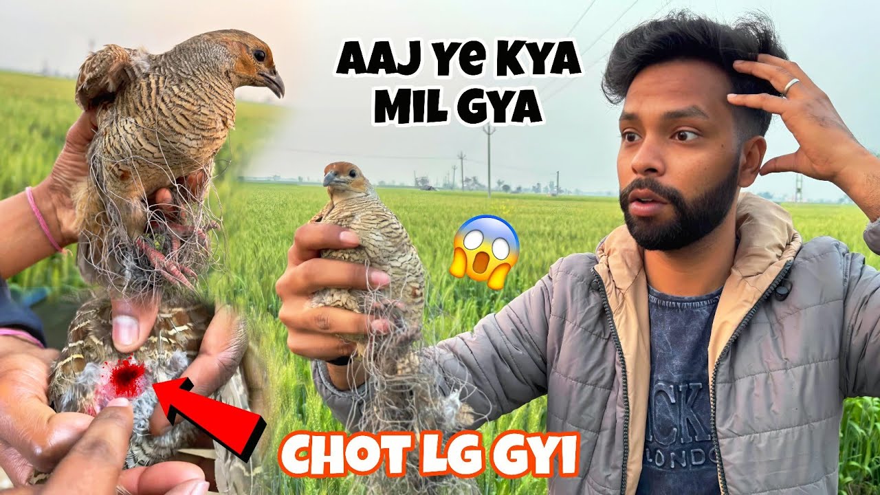 Aj Jangal Me Ye Kya Mil Gya 😰 || जंगल से तीतर को बचाया किया | 
