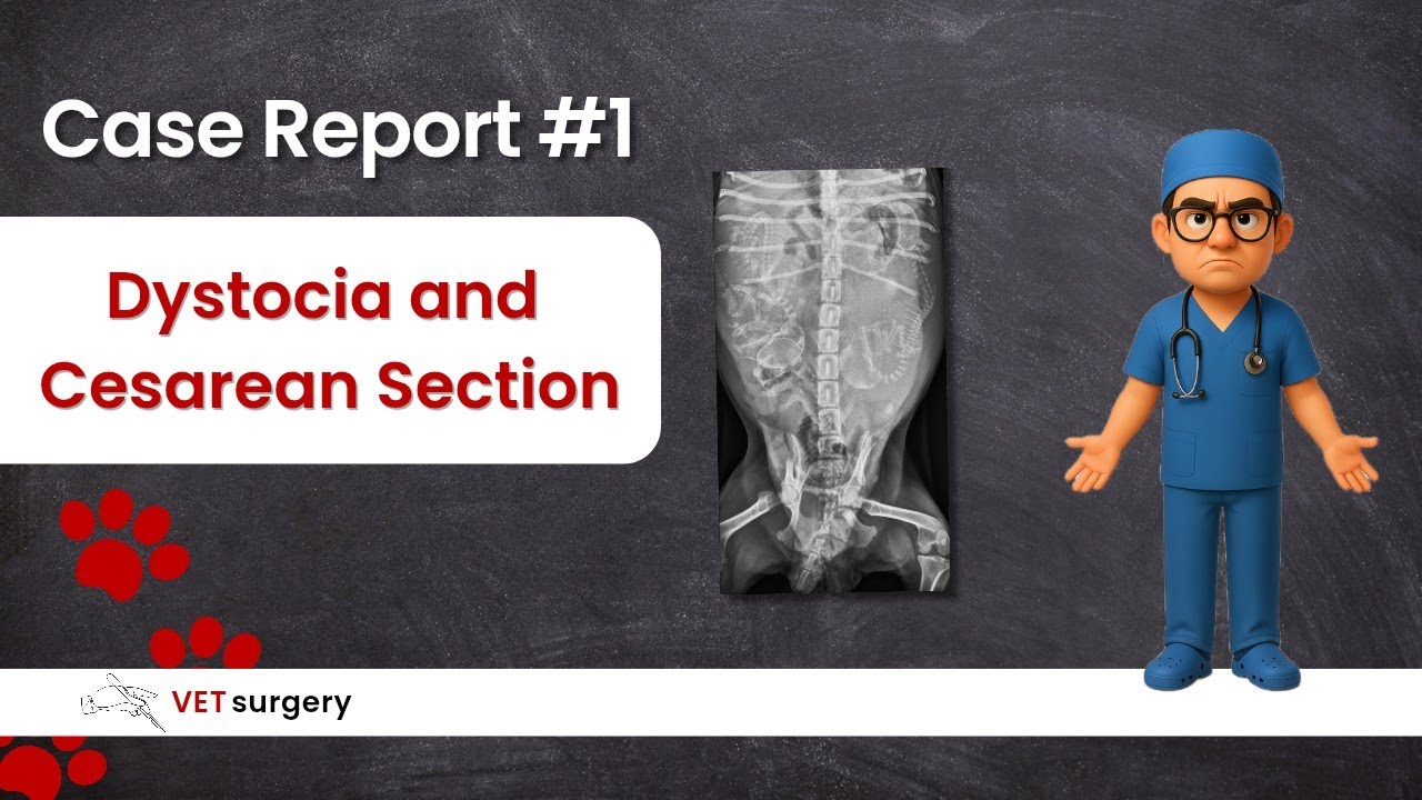 Case Report #1 &ndash; Dystocia and Cesarean Section in a Dog | Veterinary Surgery