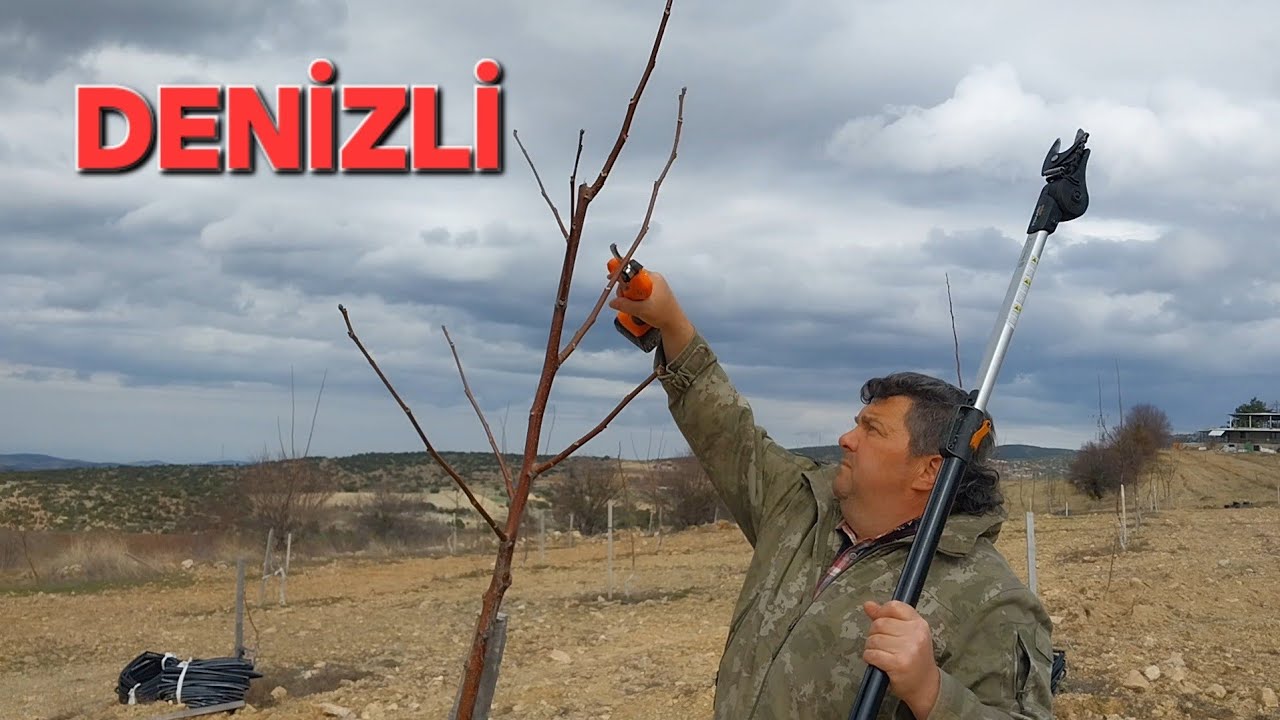 4 YAŞINA GİRMİŞ CHANDLER CEVİZ BAHÇESİ. BUDAMA YANLIŞ. BİTKİ BESLEME YETERSİZ