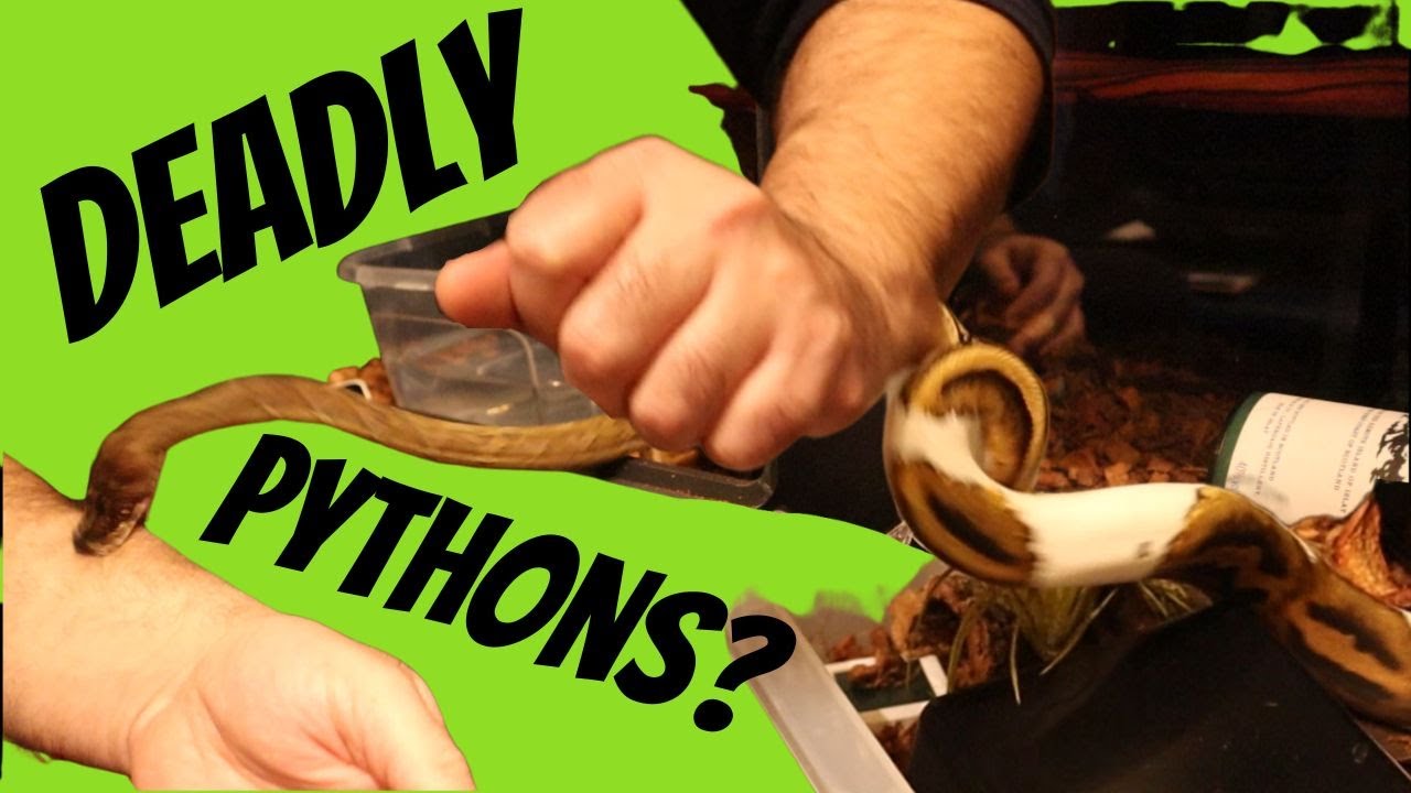 Каковы ощущения при укусе питона?