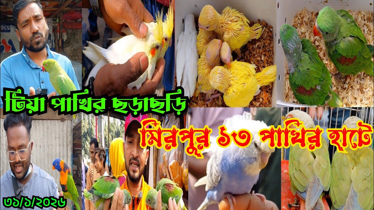 মিরপুর ১৩ পাখির হাট || টিয়া পাখির দাম || Tia Pakhir Dam || Parrot Price In Bangladesh 2026