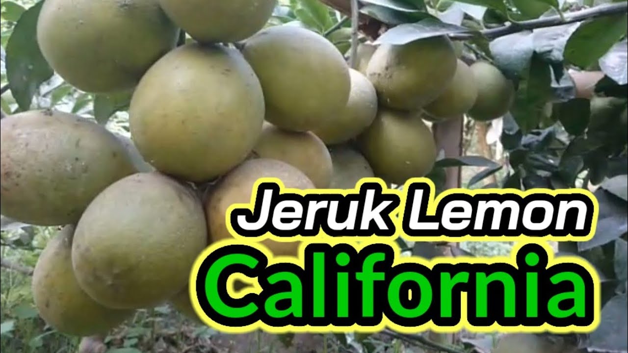Jeruk lemon California dengan tehnik tanam rapat, buah tetap lebat.