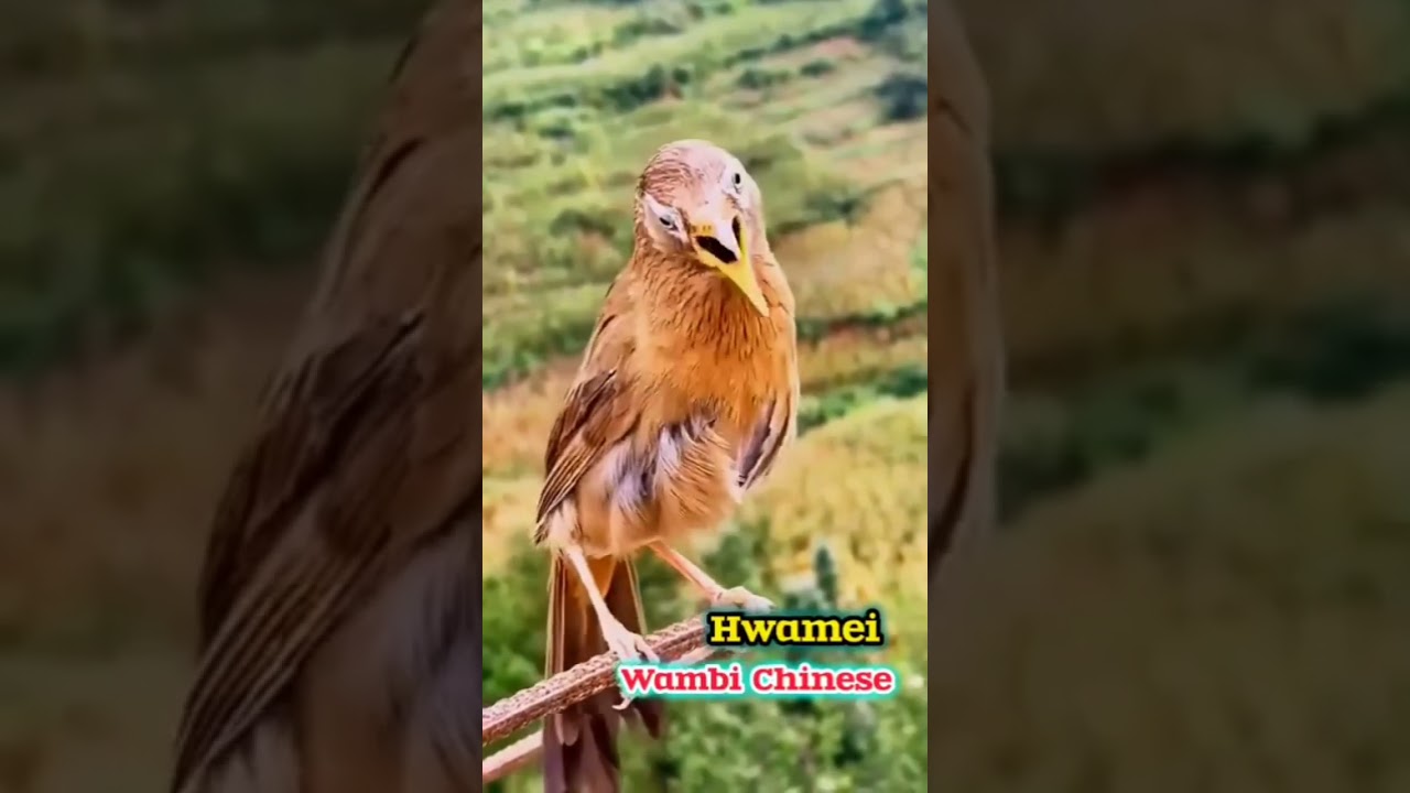 masteran burung sinchan alam gacor doooorrr #burunggacor #kicaumania #masteranburung #suaraburung