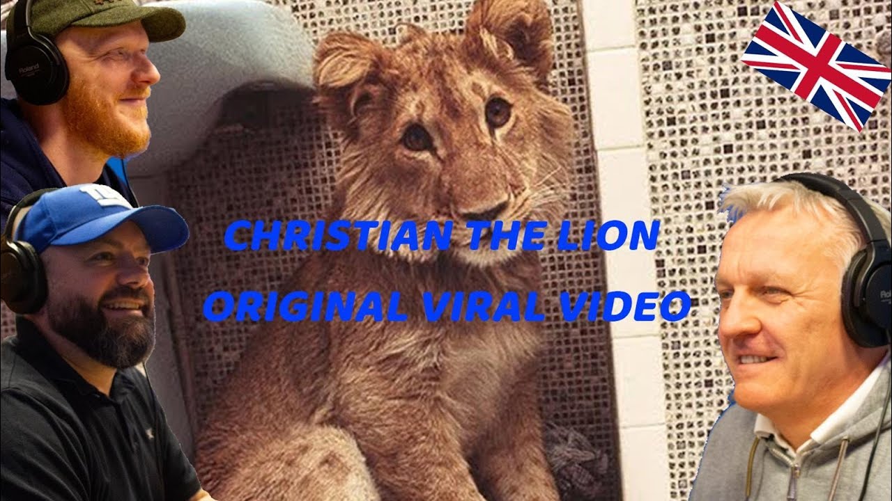 Christian the Lion: Original Viral Video REACTION!! | OFFICE BLOKES REACT!!