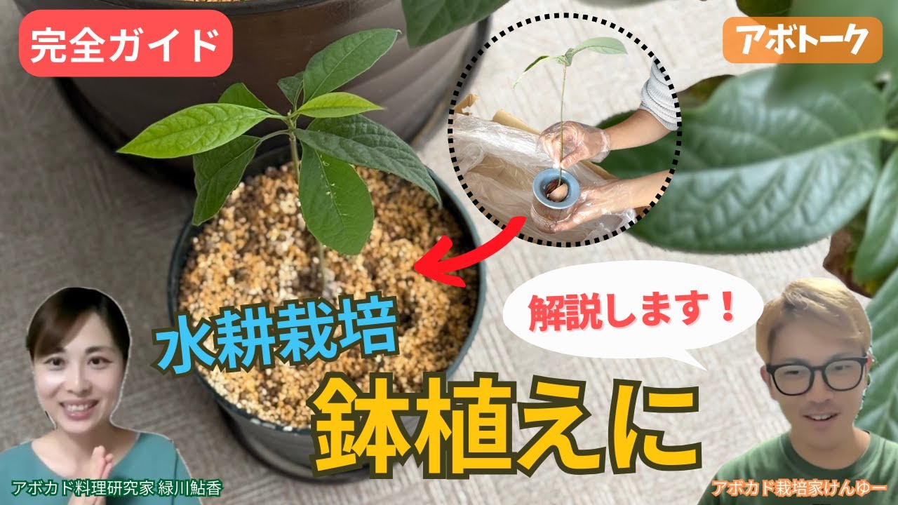 【完全ガイド】アボカド水耕栽培から「鉢への植え替え」方法を丁寧に解説！