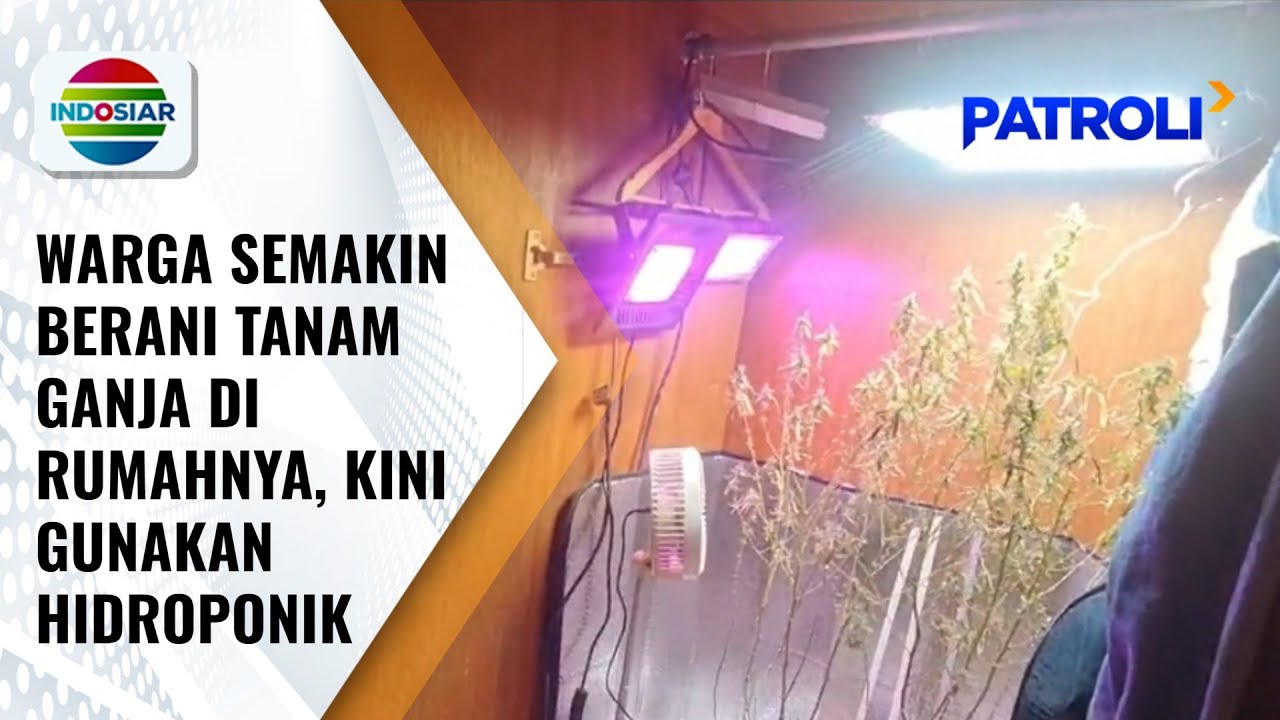 Polisi Tangkap Warga yang Nekat Tanam Ganja di Rumahnya, Gunakan Metode Hidroponik | Patroli