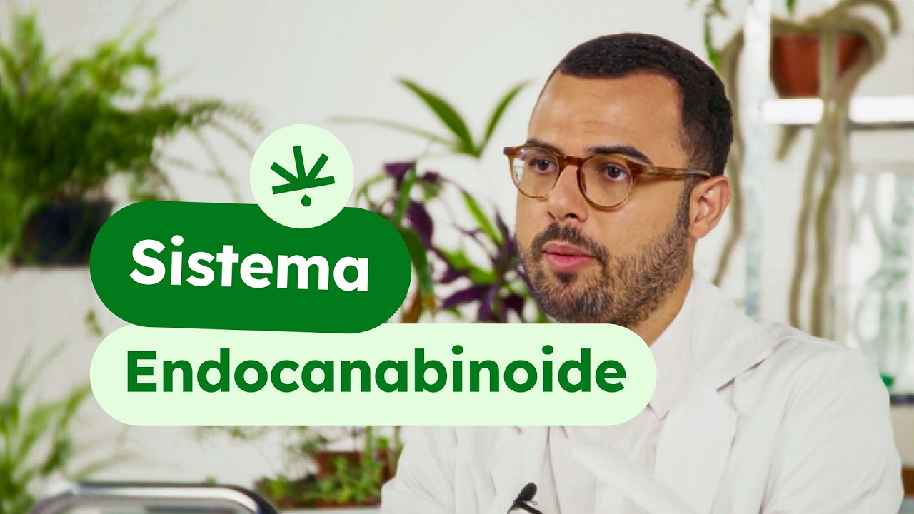 O que é o Sistema Endocanabinoide? Como a Cannabis Atua no Corpo | Click Educa #02