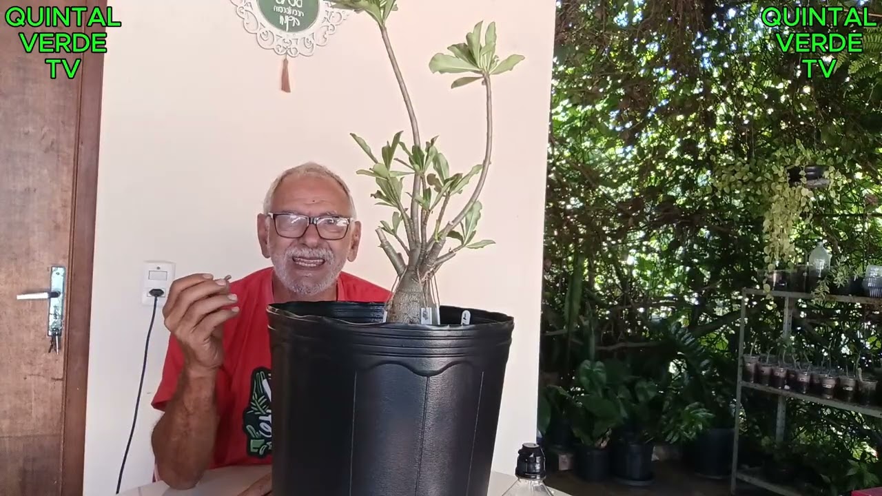 FALHA DE ENXERTO NA ROSA DO DESERTO 067 Vídeo 1589