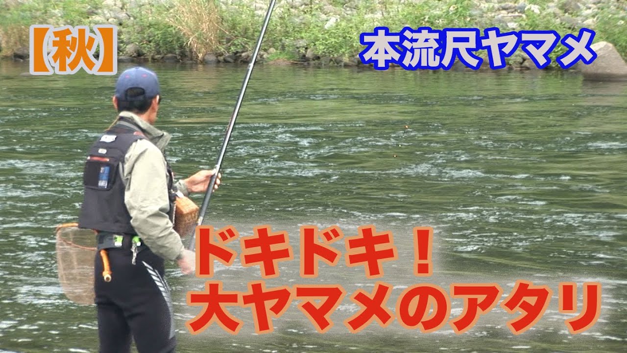井上聡 本流尺ヤマメ 【秋】ドキドキ！大ヤマメのアタリSatoshi Inoue Mainstream scale Yamame spring, summer and autumn fight