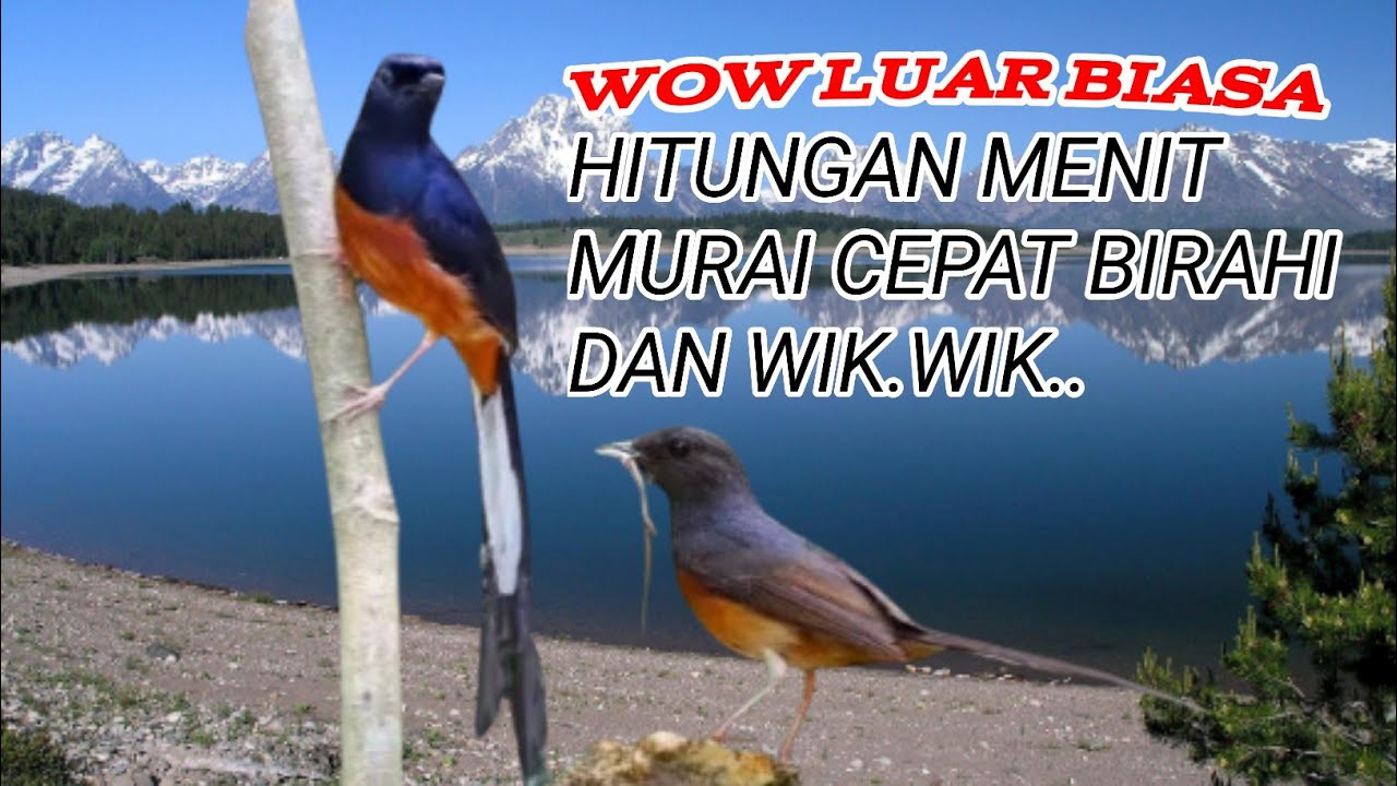 TERAPI MURAI KAWIN ||SUARA PENDONGKRAK BIRAHI MURAI DI ALAM LIAR BIKIN WIK.WIK
