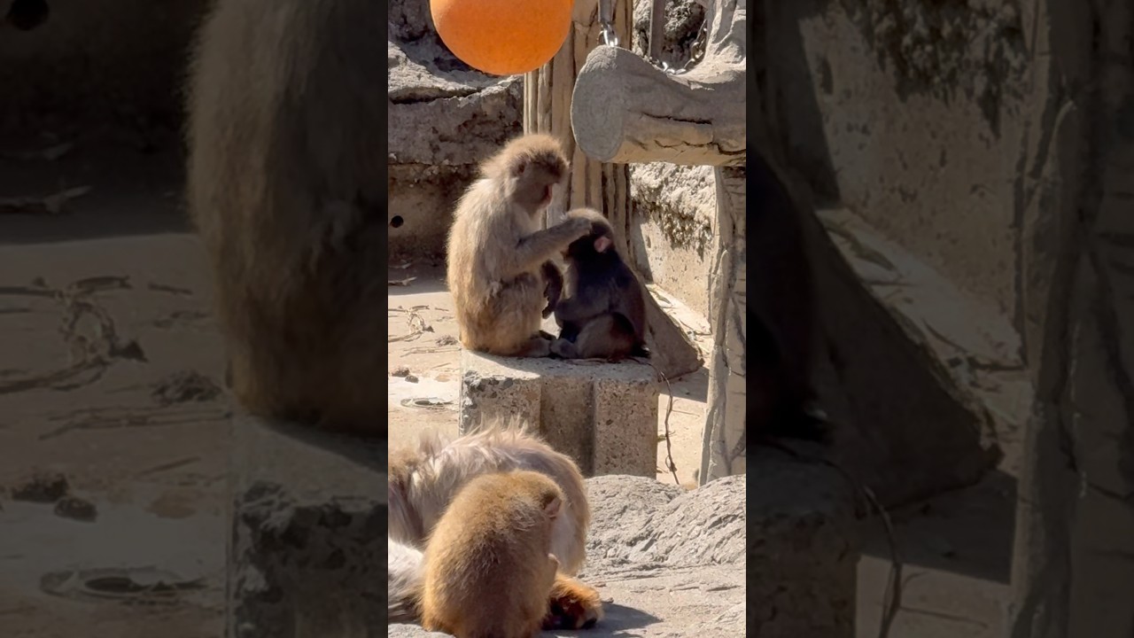 [市川市動植物園] Friendly punch with friends#Hang In There Punch#がんばれパンチ