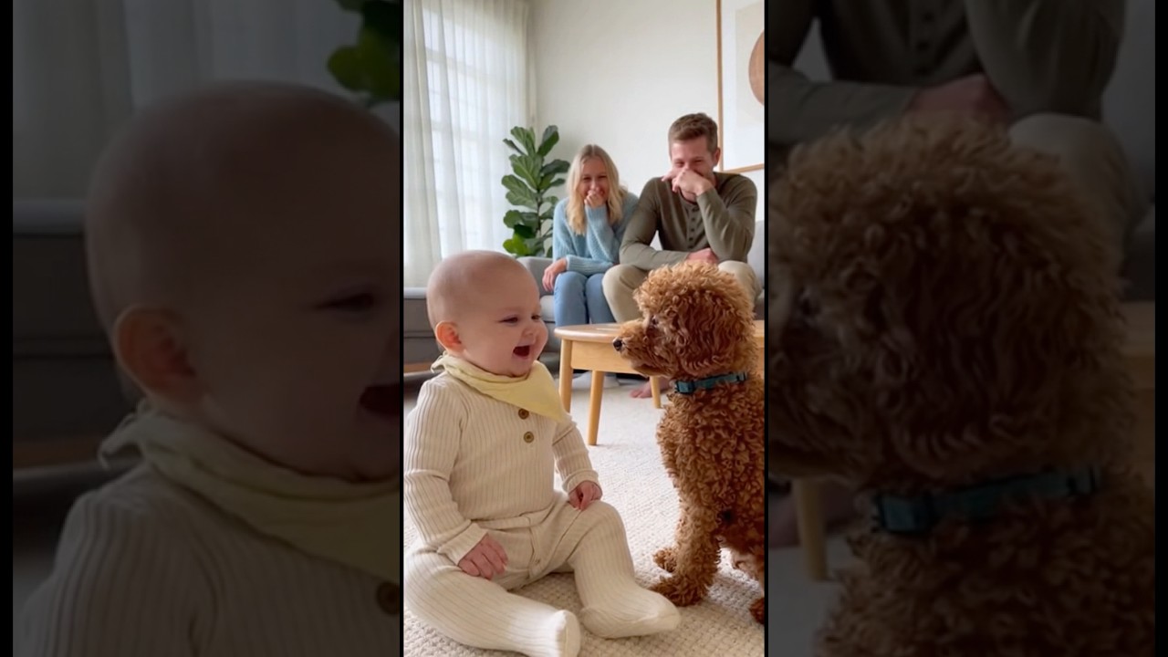 犬の鳴き声の真似をする赤ちゃんと鳴き声を返す犬👶🐶　#baby #dog #cute #funny #love #shorts #shortvideo #赤ちゃん #トイプードル#犬
