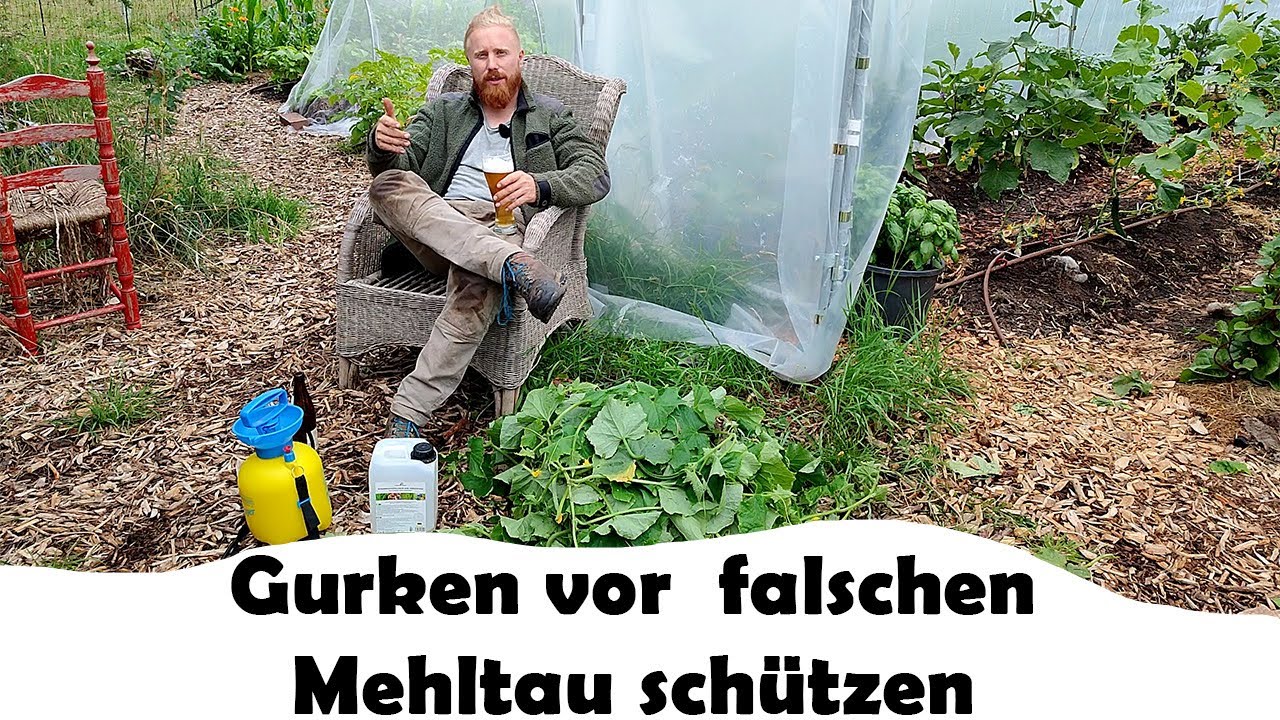 Gurken und der Sommer 2024! Falscher Mehltau bek&auml;mpfen und behandeln!