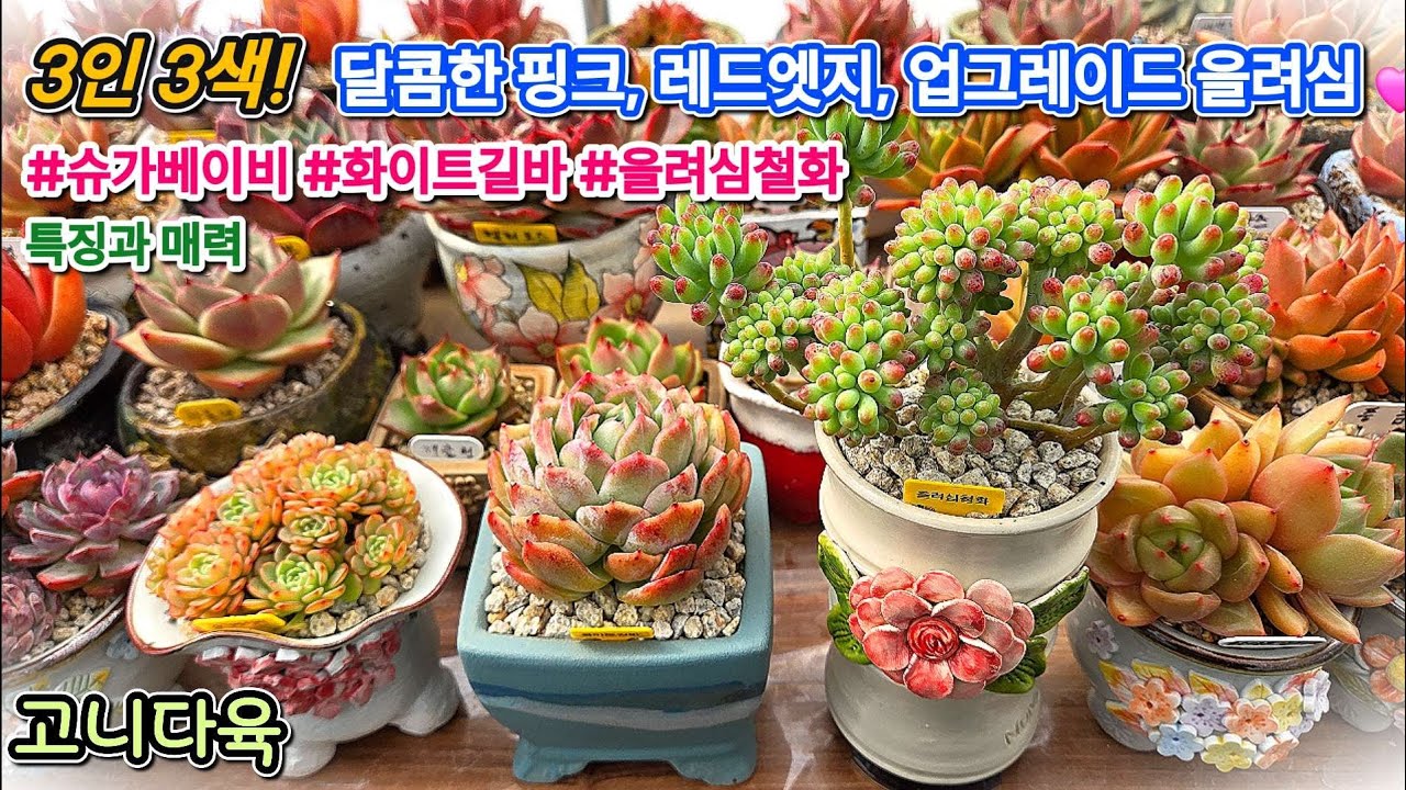 3인3색 다육이! 달콤 핑크,레드엣지 카리스마, 진화된 철화, 당신의 취향은?” | #슈가베이비 #화이트길바 #을려심철화 | #다육이분갈이 #다육이 #ai노래 #succulent 