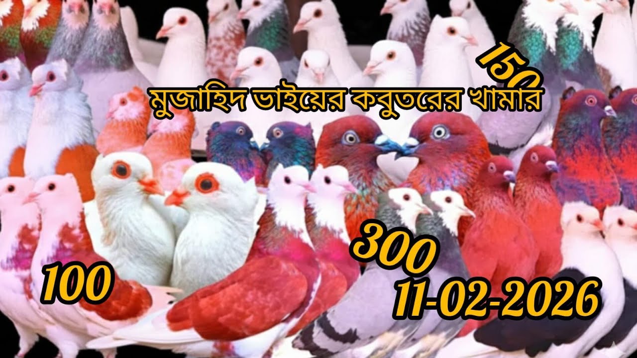 পিওর মাদ্রাজি কবুতর কিনুন মুজাহিদ ভাইয়ের খামার থেকে 