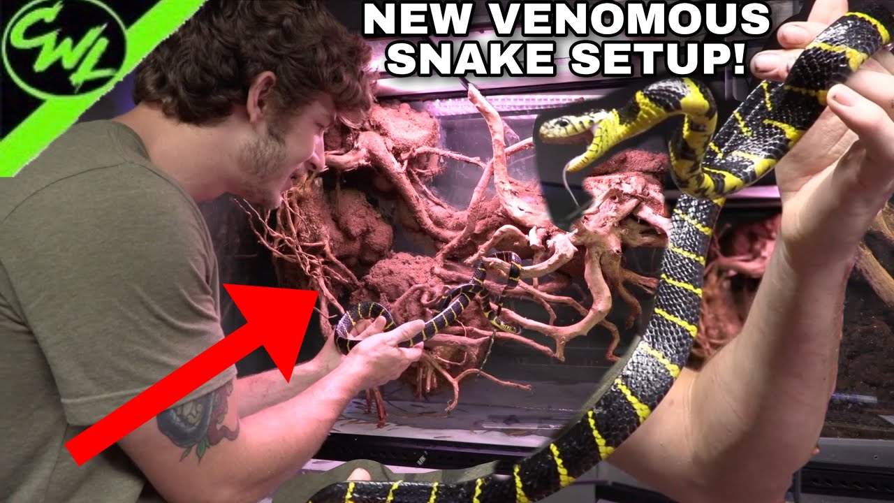 NEW VENOMOUS SNAKE SETUP!!!