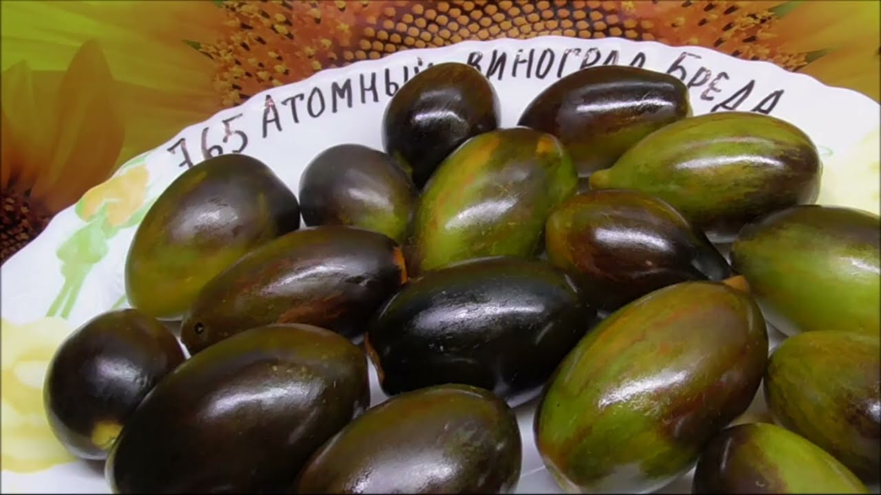 Экзотический томат Атомный виноград Бреда. Необычайно красивые и вкусные плоды. Обзор томата.