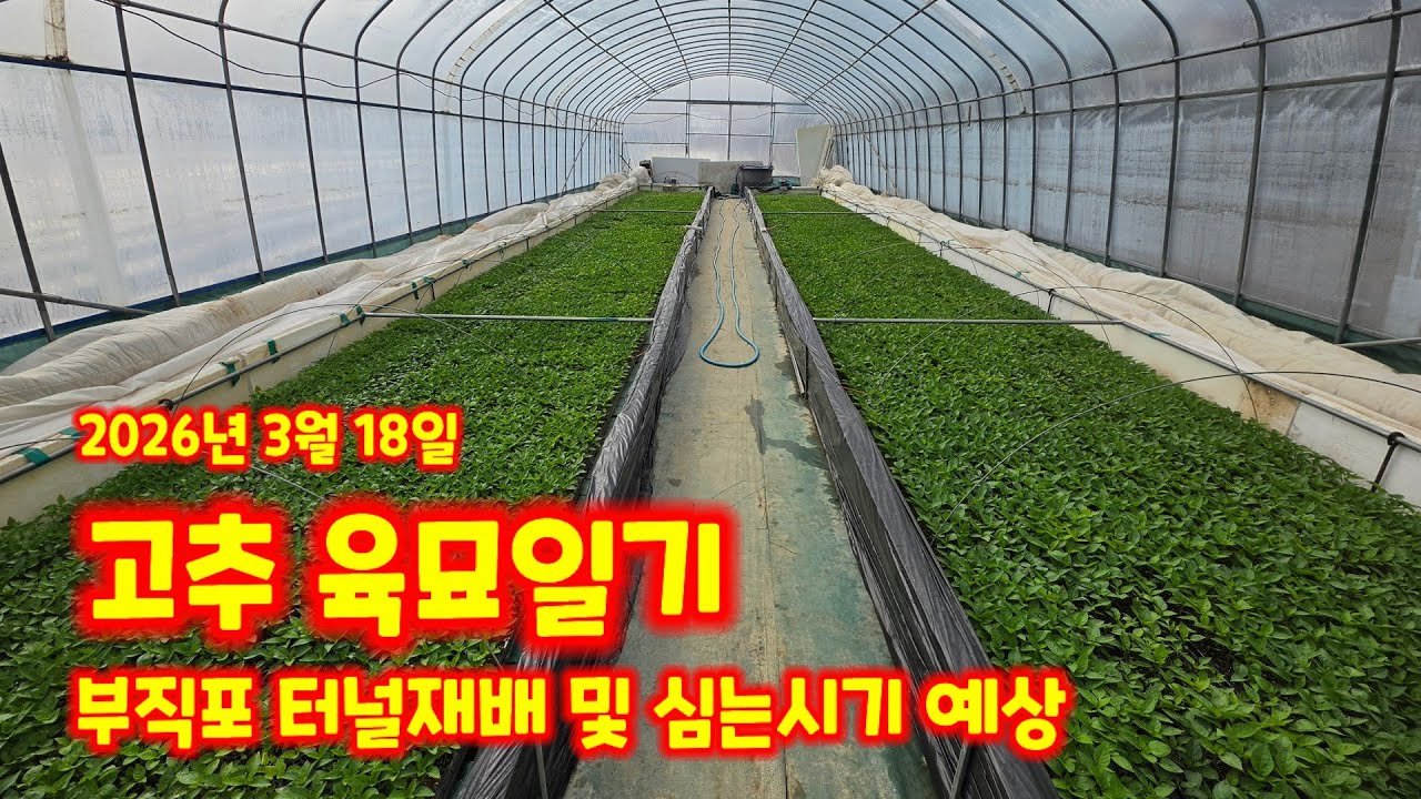괴산청결고추 육묘일기 가식 26일 파종 43일 생육상태 고추모종키우기 [고추재배방법]