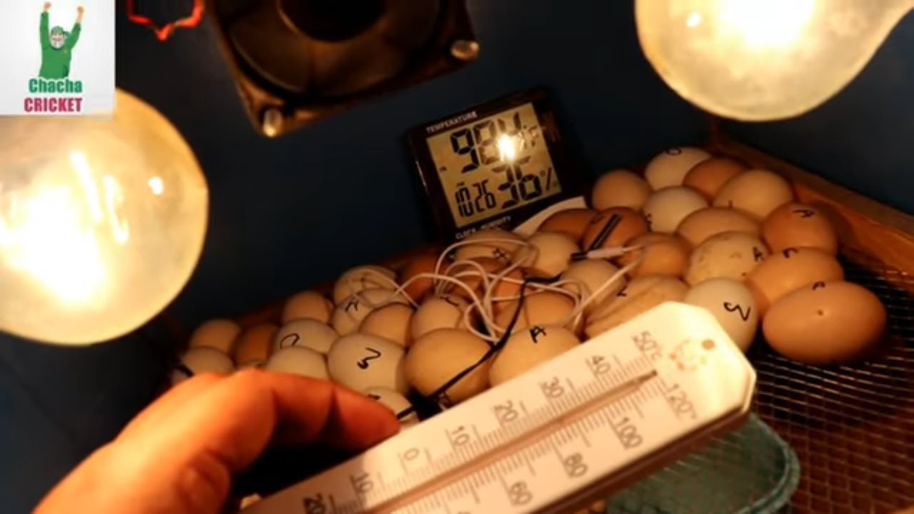 HATCHING CHICKS WITH INCUBATOR || HOW TO AVOID MISTAKE OF HATCHING || TEMP CONTROL SENSOR CHECK