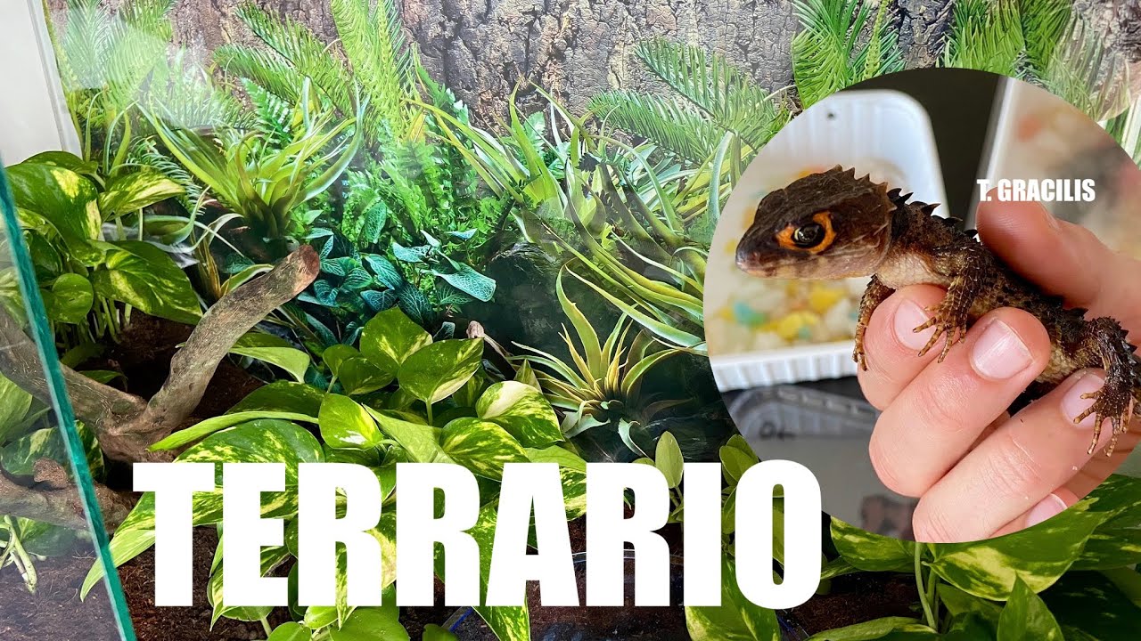 ALLESTIMENTO Mega TERRARIO per TRIBOLONOTUS GRACILIS (Scinco Coccodrillo) | *Undici Giga*