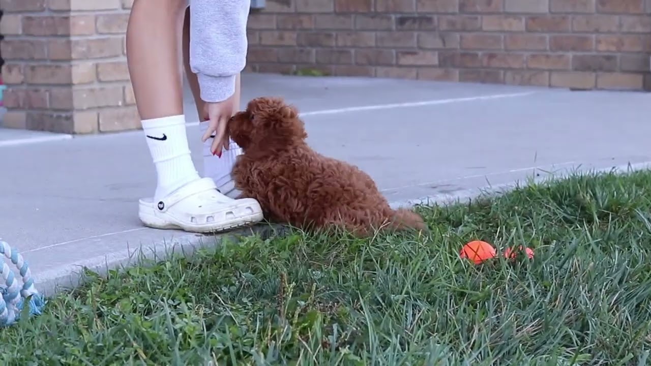 Untitled video   Made with Clipchamp   Petra
