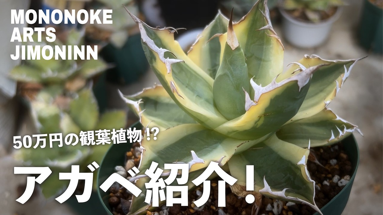 観葉植物【アガベ】の紹介動画！#アガベチタノタ #アガベ #agave #スナグルトゥース #氷山 #オテロイ #hoida #観葉植物