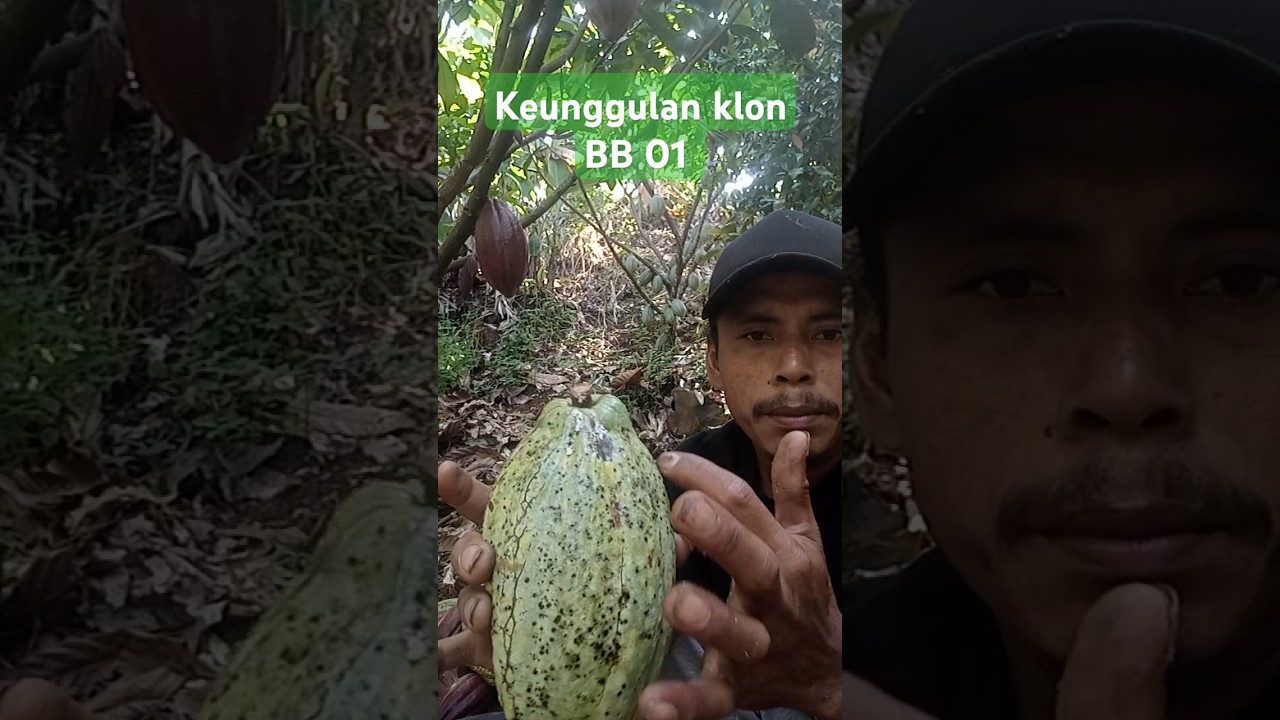 Keunggulan klon BB 01#BudidayaKakao#
