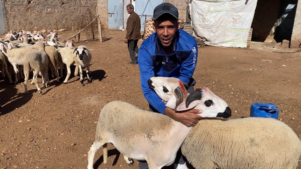 مباشرة من عند محمد 37خروف مليحة ديال لكسيبة🐏✅