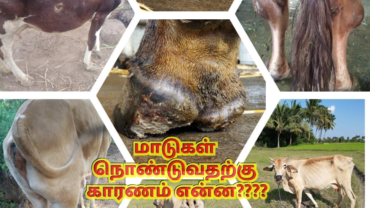 மாடுகள் நொண்டுவது எதனால் ??? மாடுகள் தாங்கி தாங்கி நடப்பதுற்கு காரணம் என்ன???? Lameness in cows
