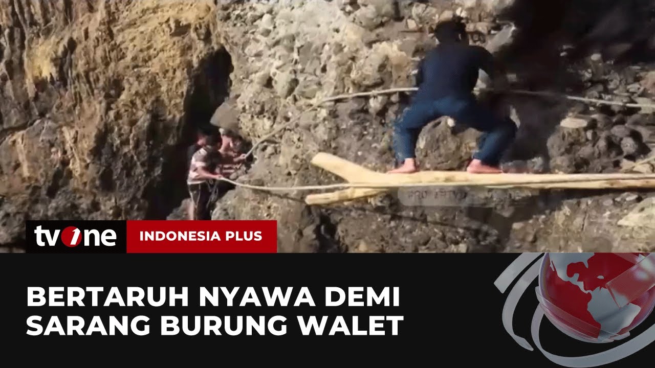 Proses Pemetikan Sarang Walet di Goa Laut Selatan | Indonesia Plus tvOne