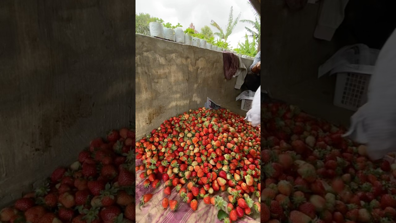 Panen stroberi di kebun guys