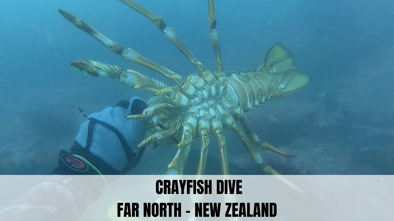 Crayfish Diving - Far North New Zealand