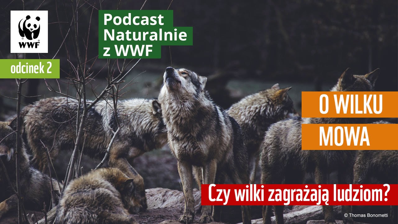 Naturalnie z WWF Podcast | #2 | Czy wilki zagrażają ludziom?