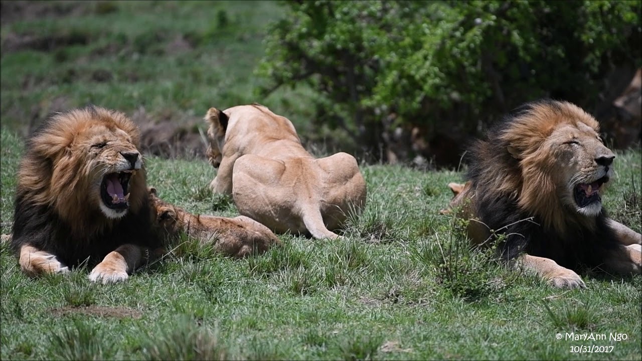 Lipstick, 4km male lion scolds his cub, Maasai Mara