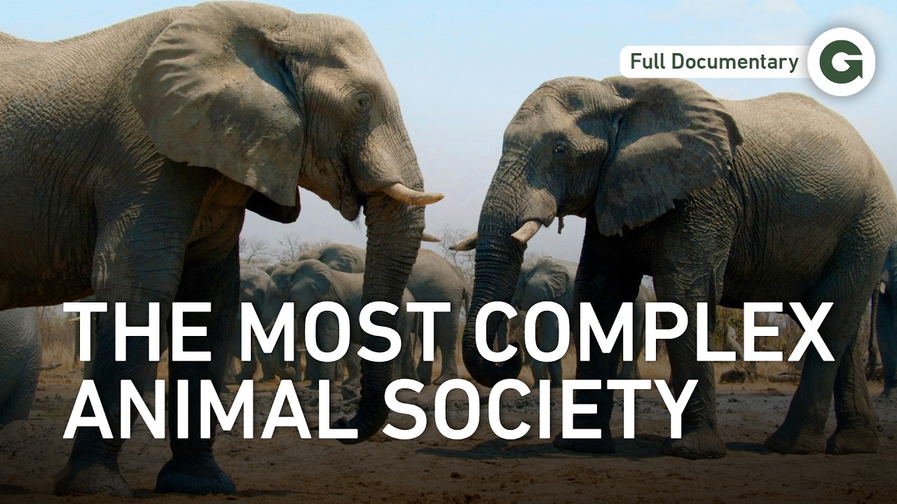 Gentle Giants of Africa: The Matriarch That Keeps Herds Alive | Full Documentary