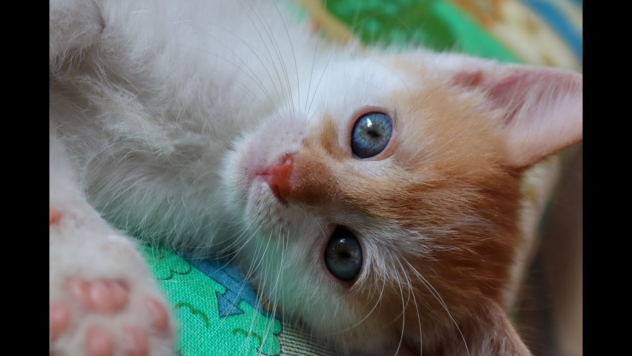 Des petits chats adorables et mignons a regarder.قطط صغيرة كيوت ❤️Cut Car.