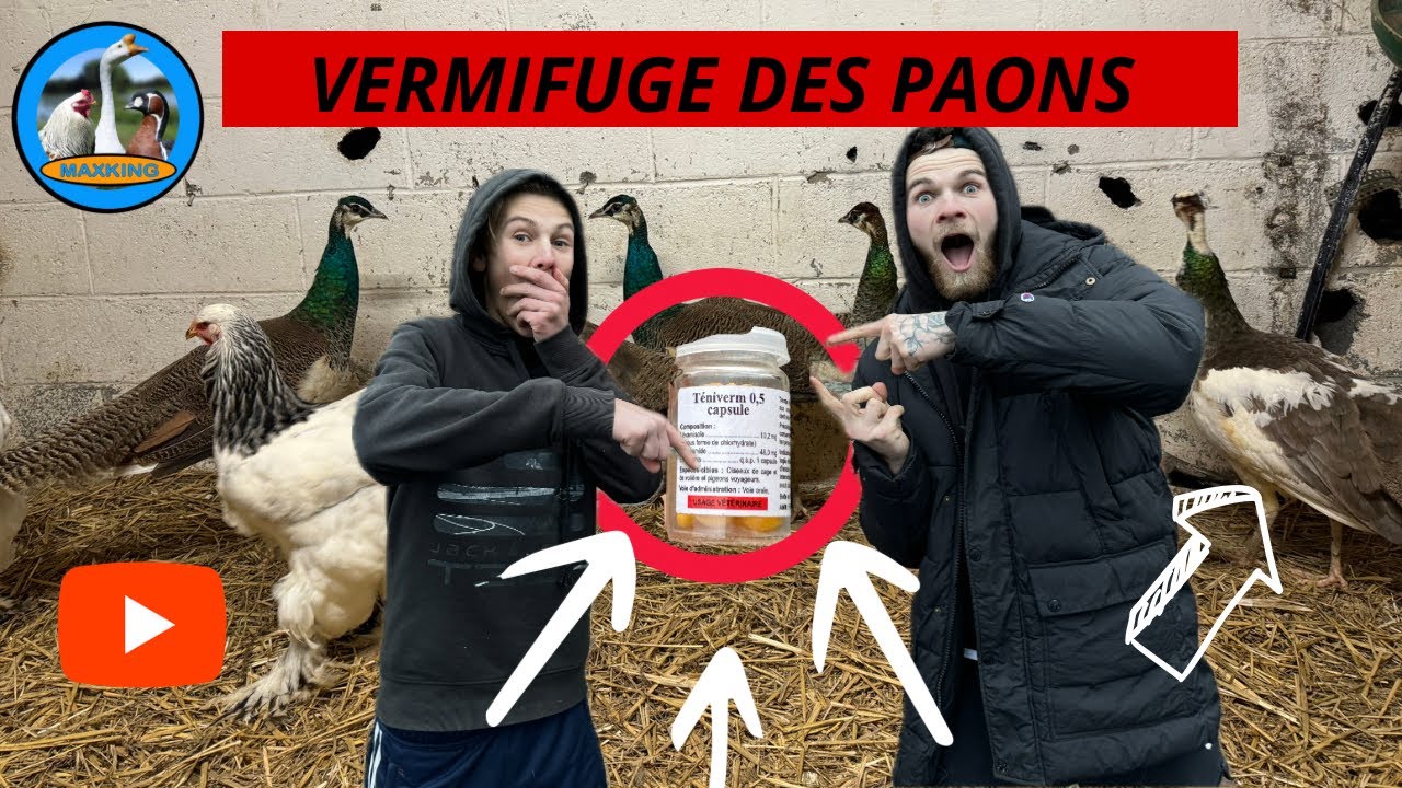 COMMENT VERMIFUGER VOS PAONS