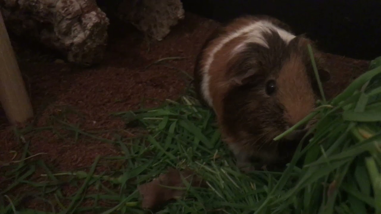 Aktuelles Gehege der Schweinebande