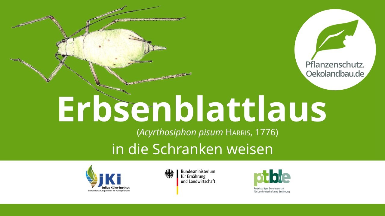 Erbsenblattlaus in die Schranken weisen