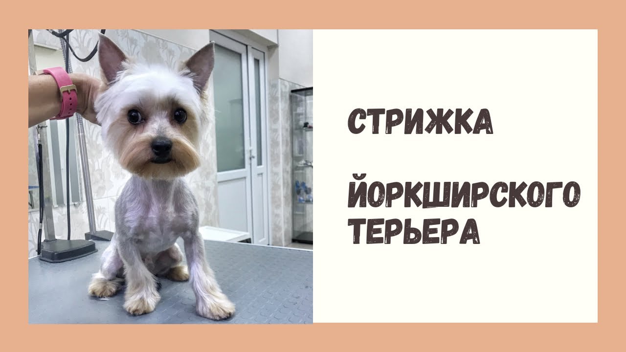 Стрижка йорка