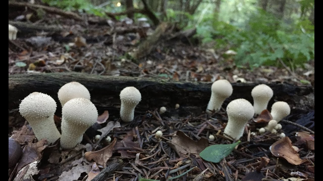 ДОЩОВИК ЇСТІВНИЙ/ LYCOPERDON PERLATUM - маловідомий їстівний гриб. Як відрізнити та що готувати