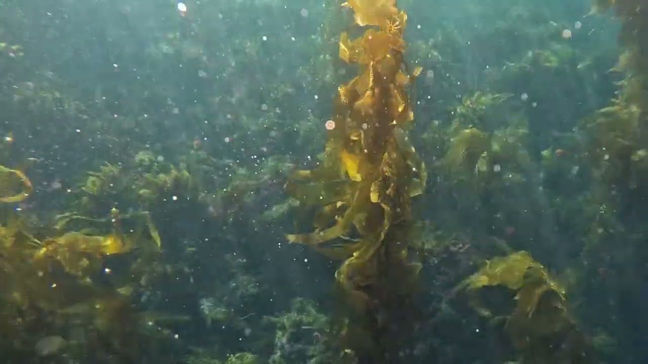 Season 1 - Dive to Survive - Trailer