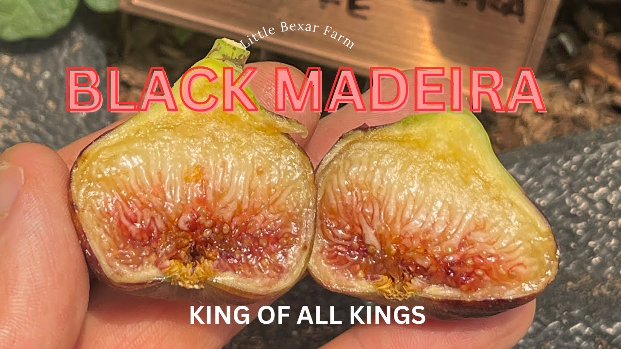 THE KING OF ALL KINGS! EXTRA SWEET, EXTRA SYRUPY AND EXOTIC BERRY FLAVOR! A VERY SPECIAL FIG!