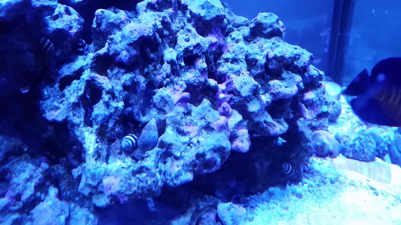 Bumblebee snails