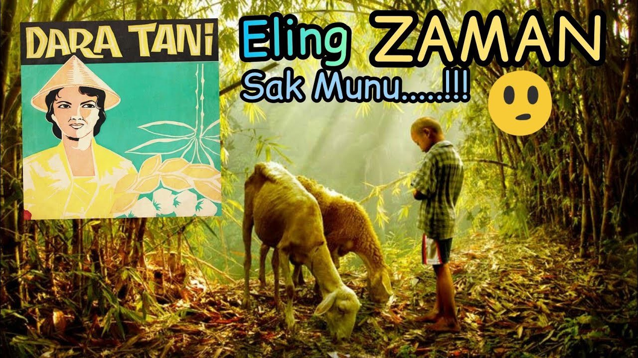 SUPER MANTUL O.M PANCARAN MUDA - Dara Tani